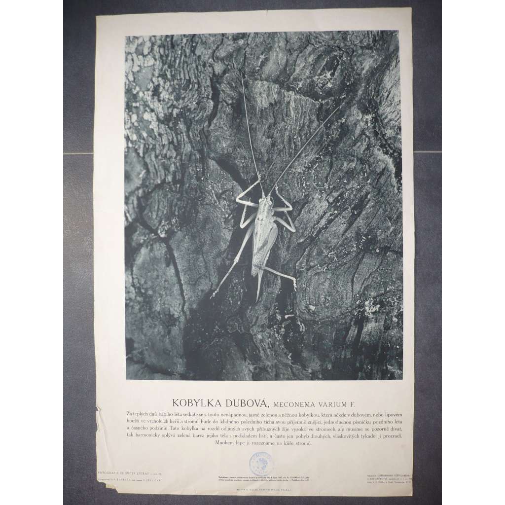 Kobylka dubová - přírodopis - školní plakát, výukový obraz z cyklu Fotografie ze světa zvířat
