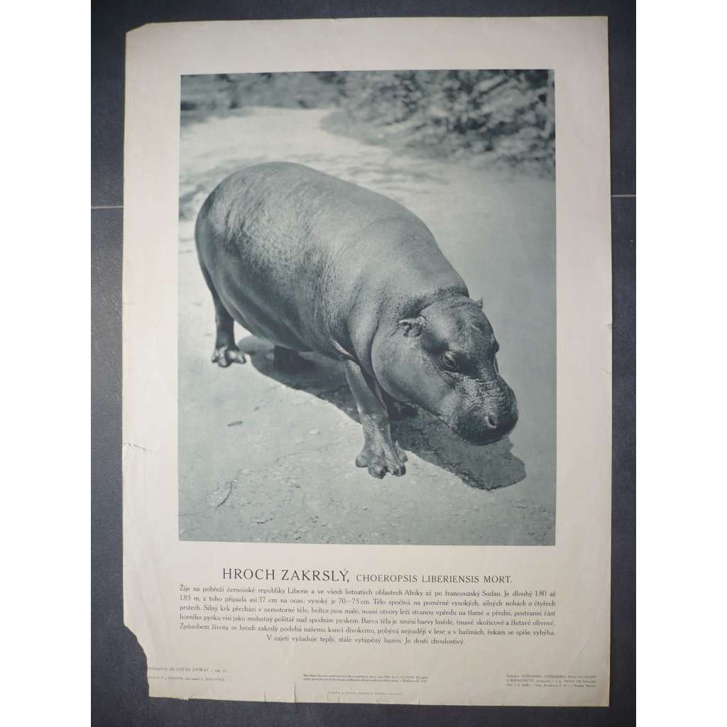 Hroch zakrslý - přírodopis - školní plakát, výukový obraz z cyklu Fotografie ze světa zvířat