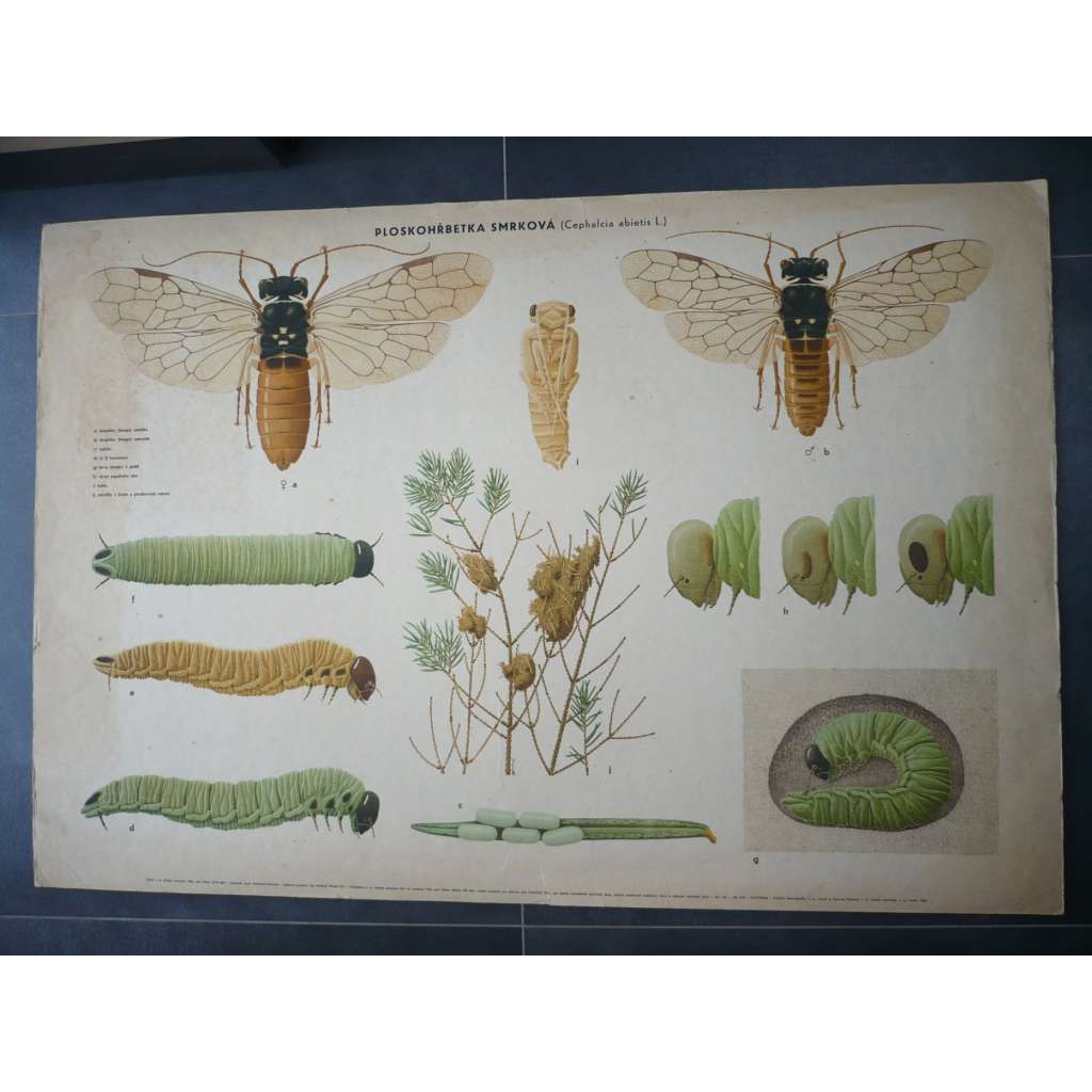 Ploskohřbetka smrková - přírodopis - školní plakát, výukový obraz
