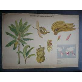 Banánovník - přírodopis - školní plakát, výukový obraz
