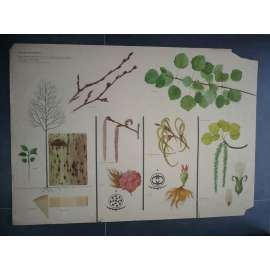 Topol Osika - strom - přírodopis - školní plakát, výukový obraz