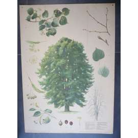 Lípa srdčitá - strom - přírodopis - školní plakát, výukový obraz