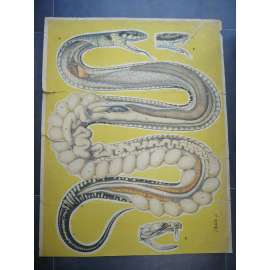 Anatomie hada - přírodopis - školní plakát, výukový obraz
