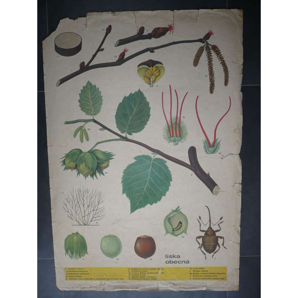 Líska obecná - přírodopis - školní plakát, výukový obraz (rostlina, keř)