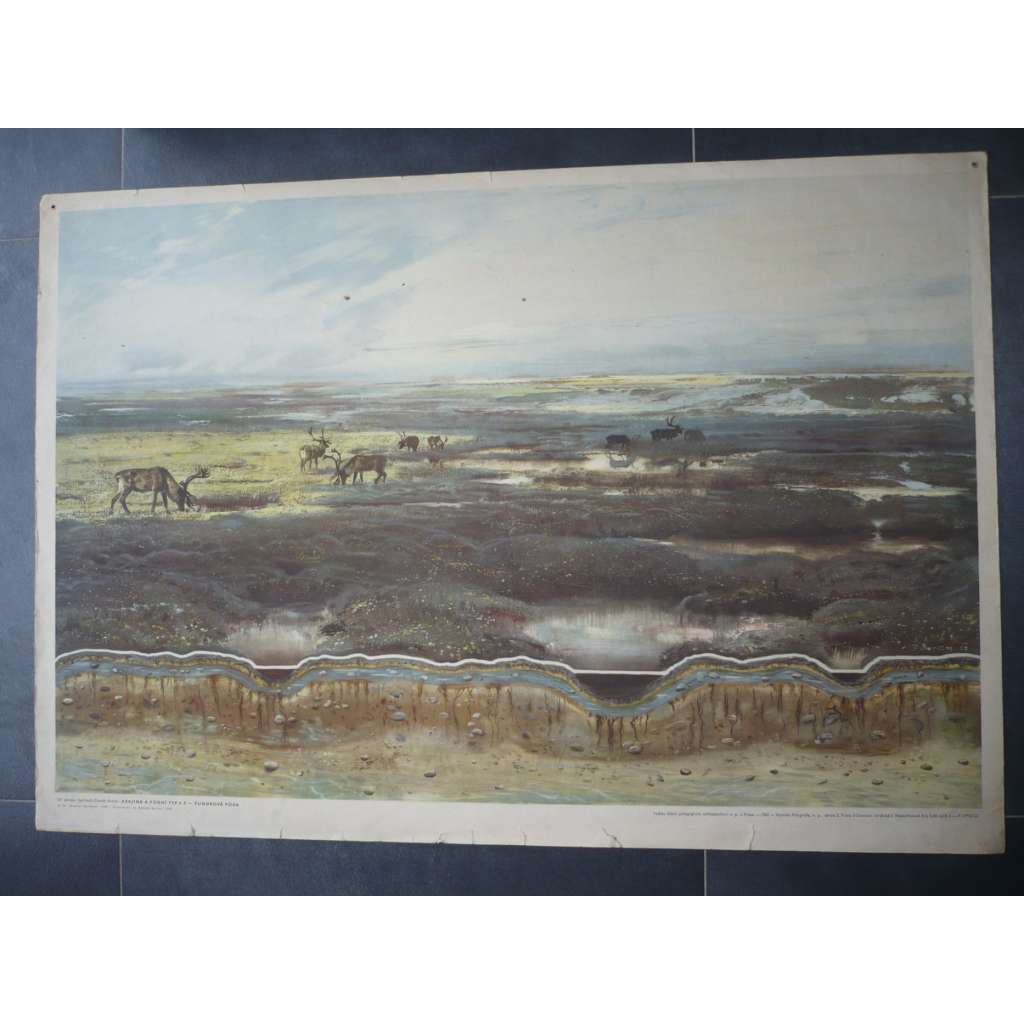 Tundrová půda, tundra - přírodopis - školní plakát, výukový obraz