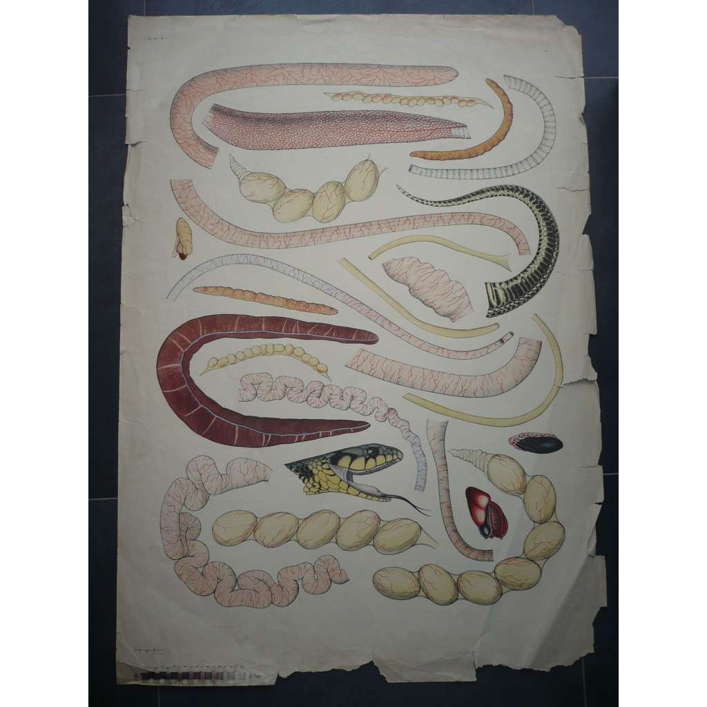 Anatomie plaza - had - přírodopis - školní plakát, výukový obraz