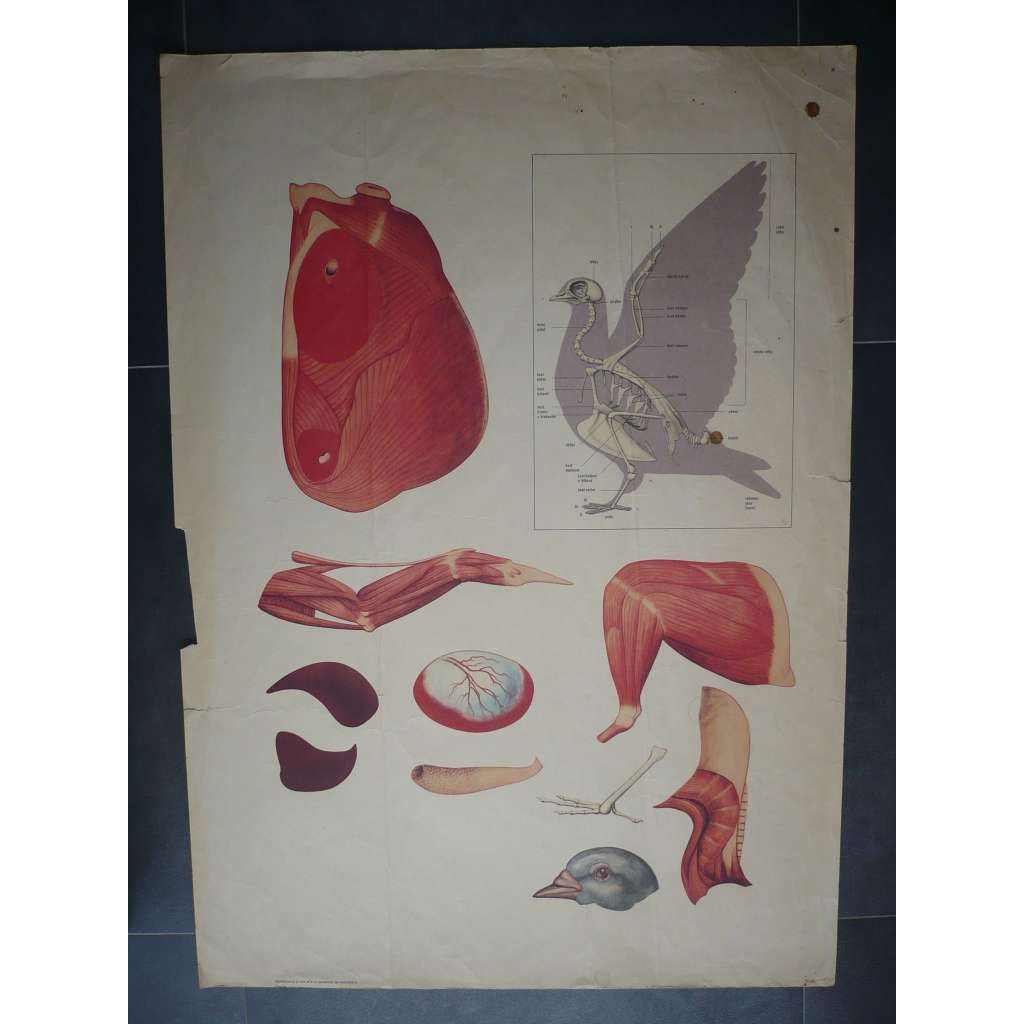 Anatomie ptáka - ptáci, přírodopis - školní plakát, výukový obraz