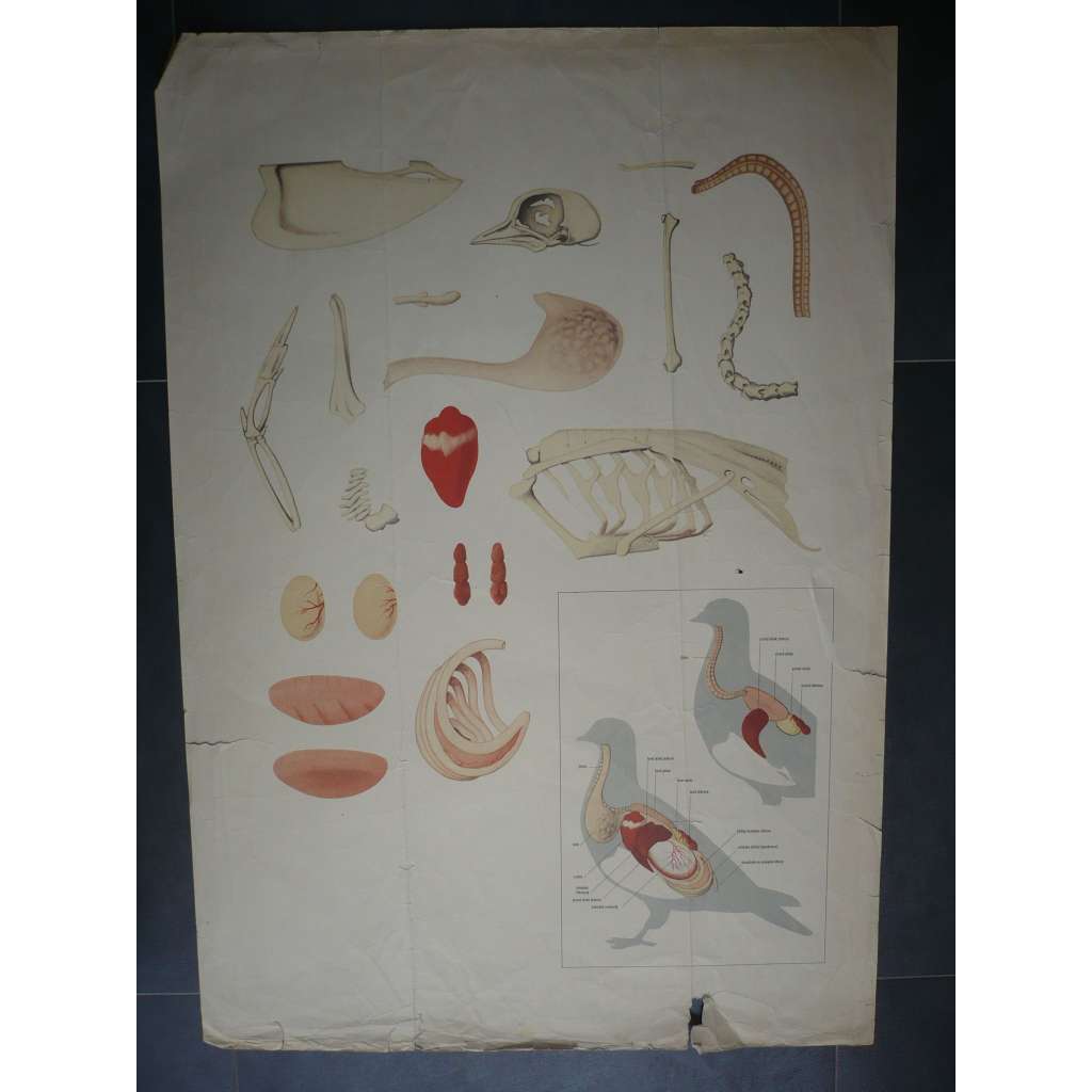 Anatomie ptáka - přírodopis - školní plakát, výukový obraz