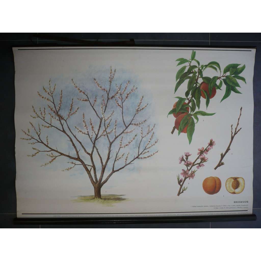 Broskvoň - strom - přírodopis - školní plakát, výukový obraz