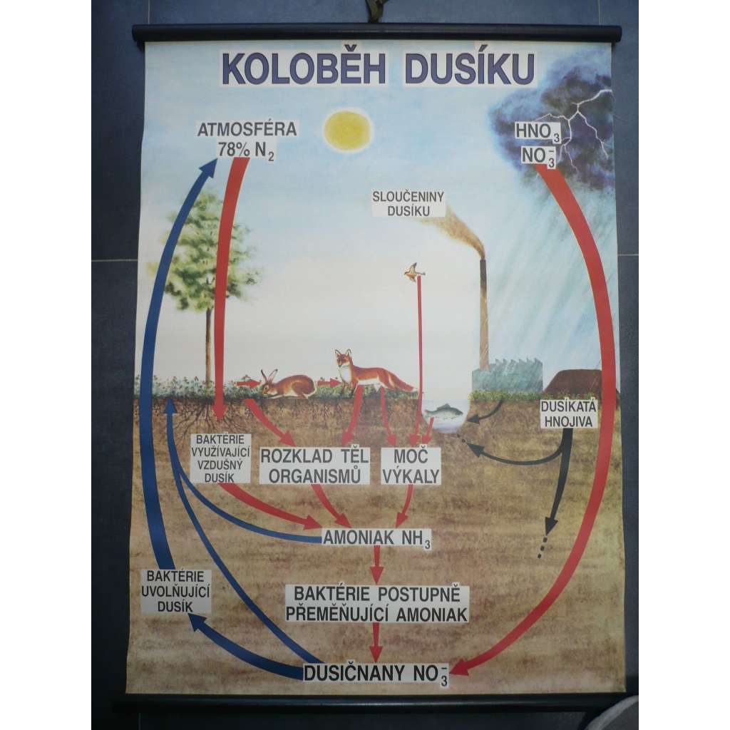 Koloběh dusíku - přírodopis - školní plakát, výukový obraz