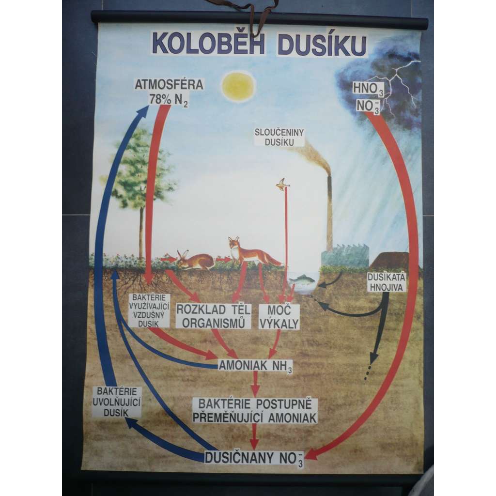 Koloběh dusíku - přírodopis - školní plakát, výukový obraz