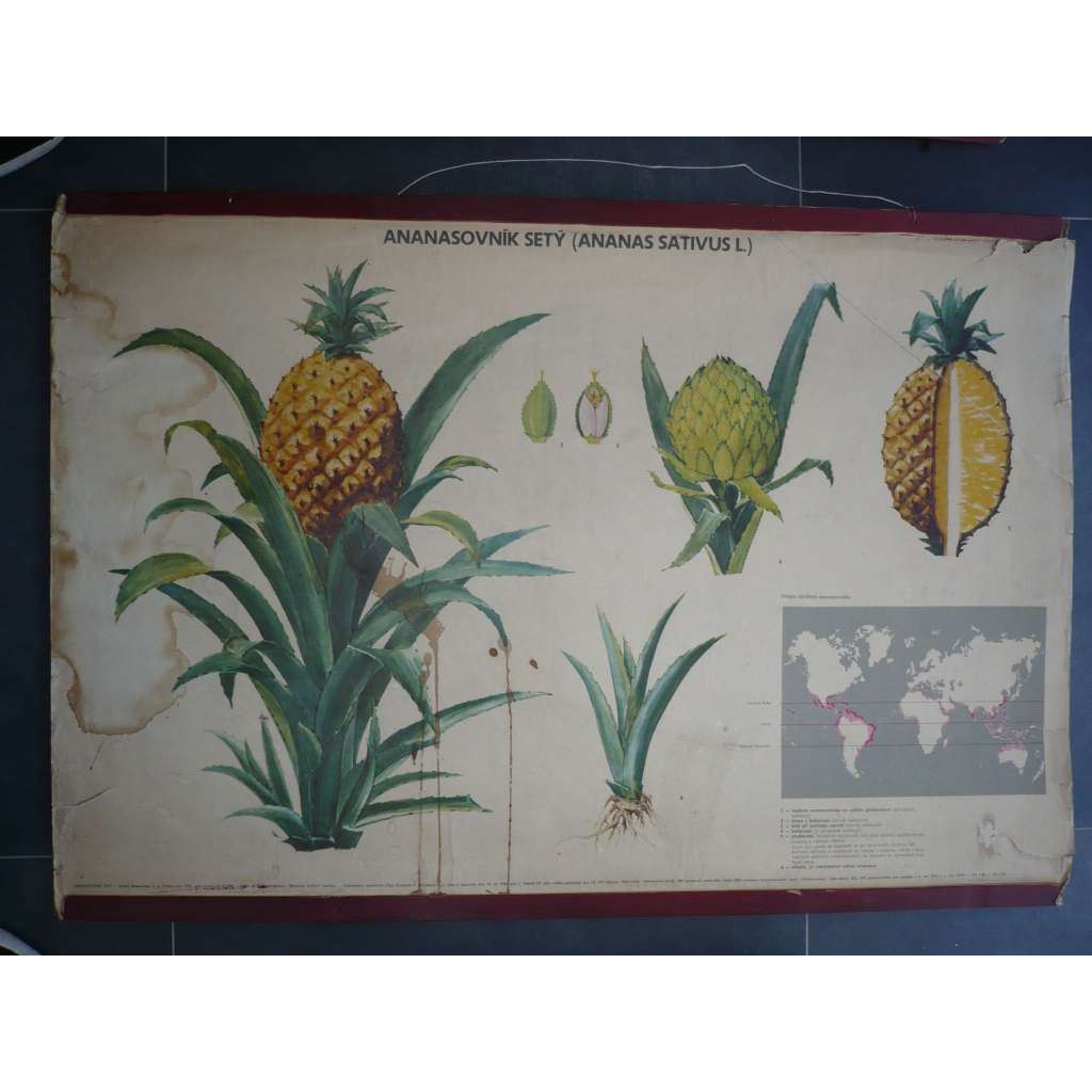 Ananasovník setý - ananas - přírodopis - školní plakát, výukový obraz