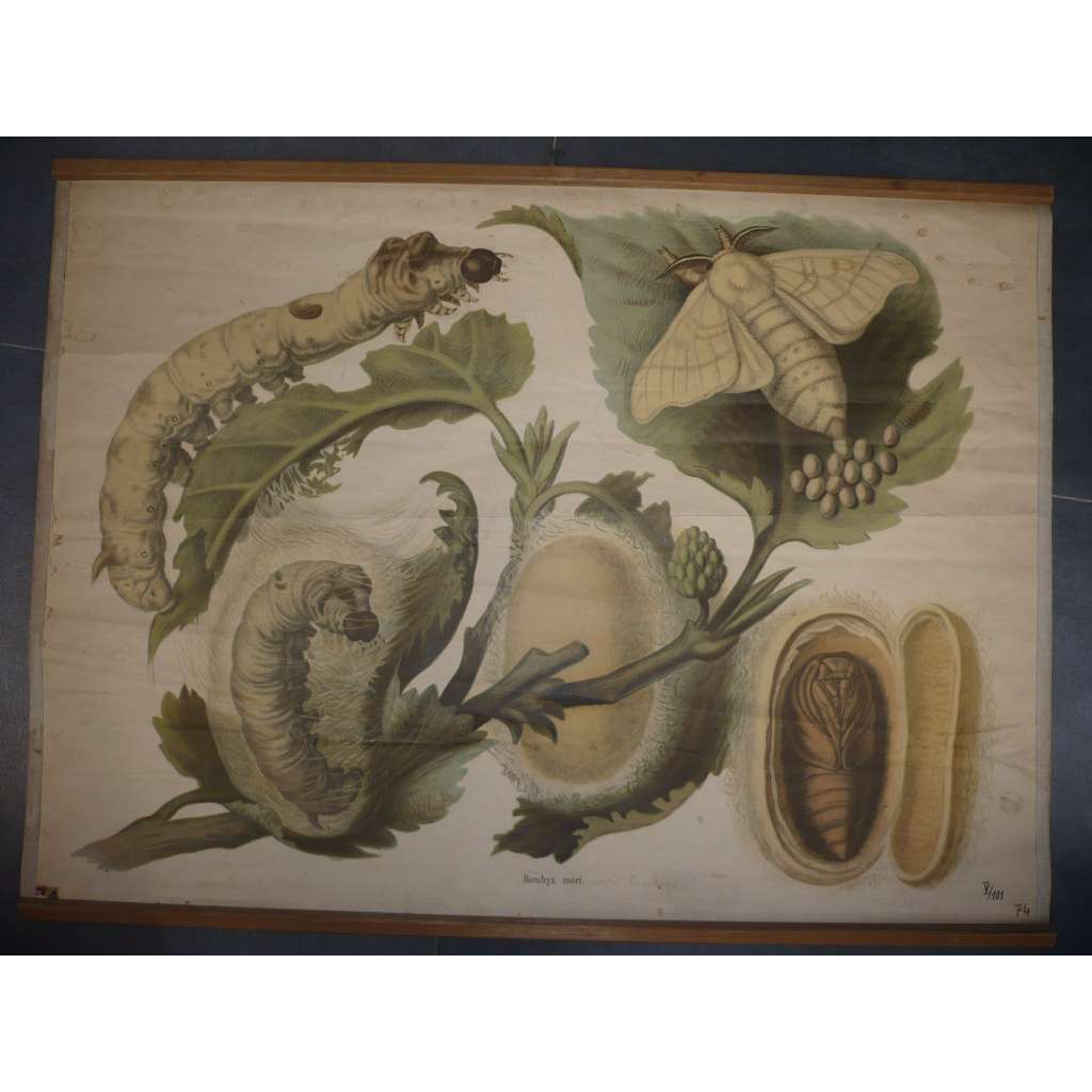 Bourec morušový [Bombyx mori], noční motýl, hmyz, larva, kukla - přírodopis - školní plakát, výukový obraz