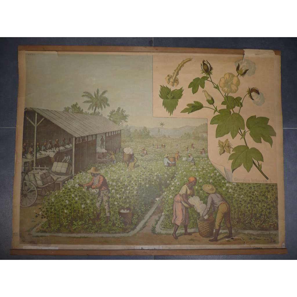 Bavlník levantský, bavlna, sběr bavlny plantáž - přírodopis - školní plakát, výukový obraz