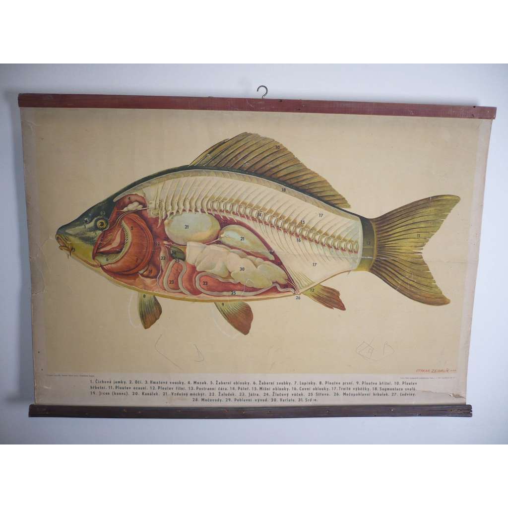 Anatomie kapra, kapr, ryba - přírodopis - školní plakát, výukový obraz