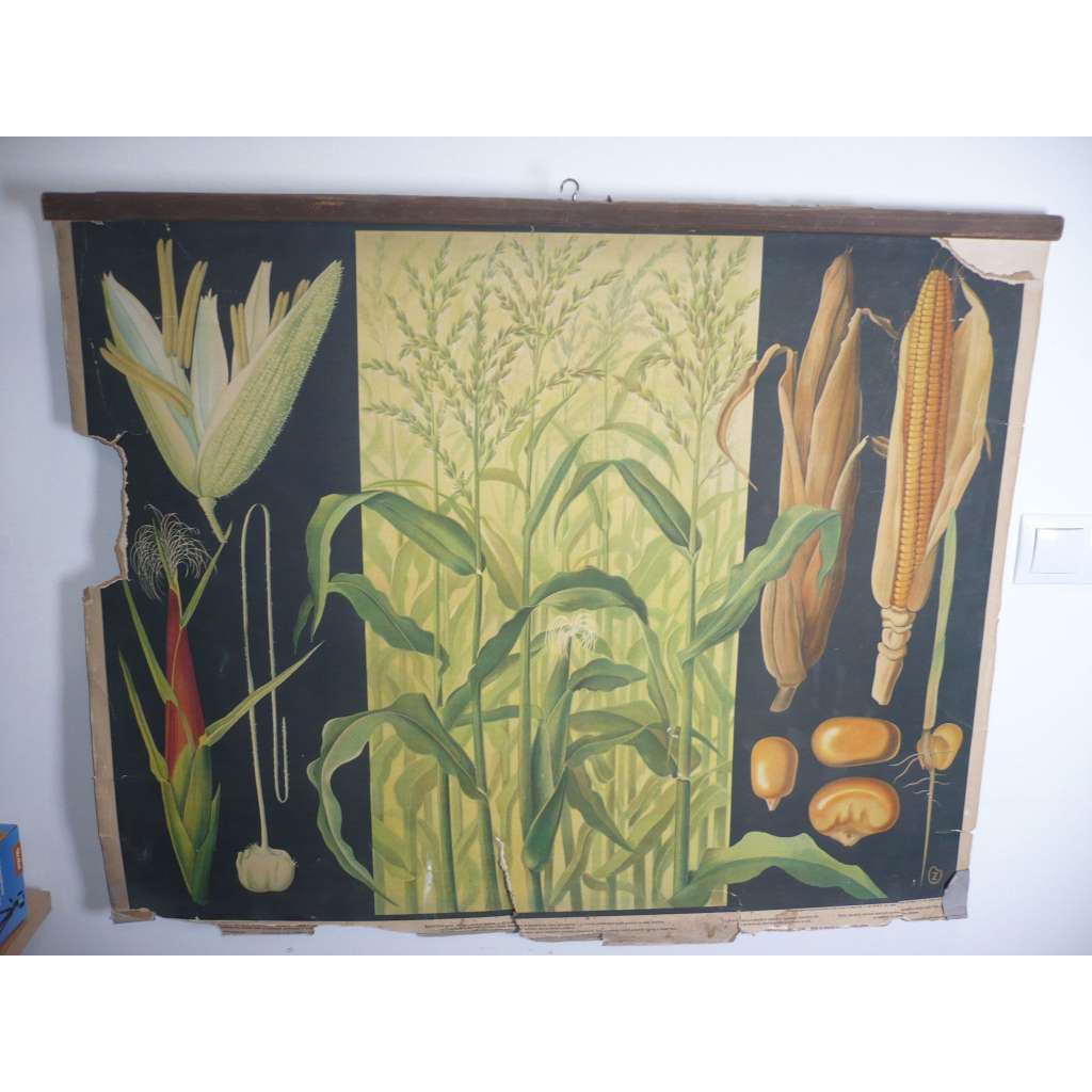 Kukuřice - rostliny, přírodopis - školní plakát, výukový obraz