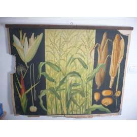 Kukuřice - přírodopis - školní plakát, výukový obraz