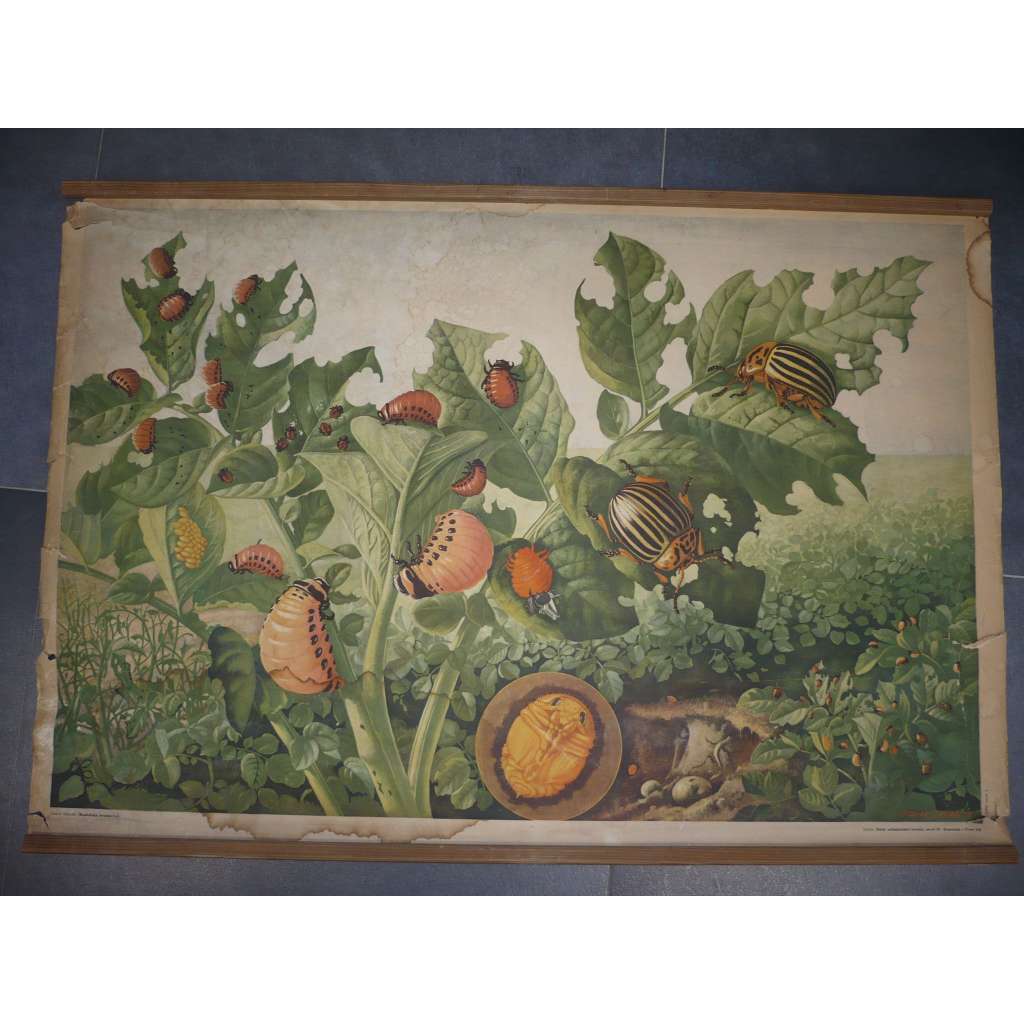 Mandelinka bramborová - přírodopis - školní plakát, výukový obraz