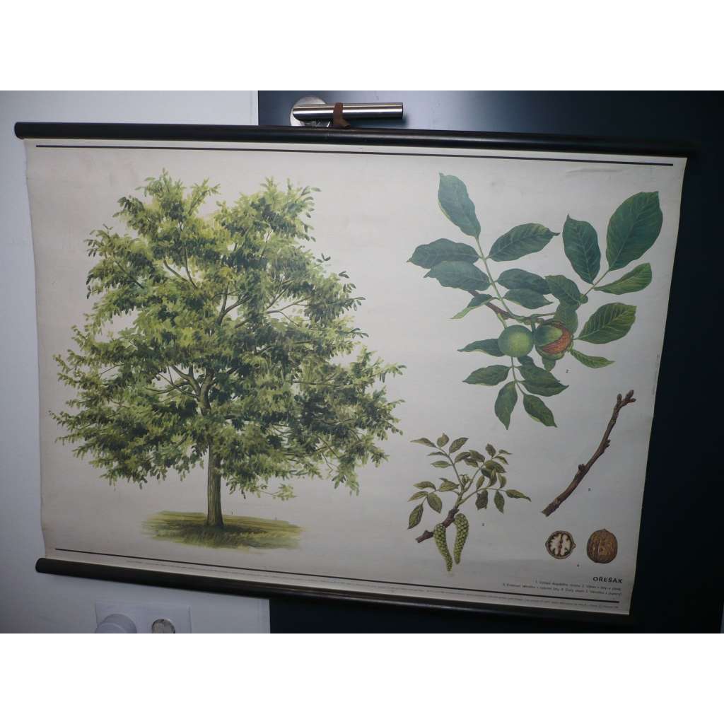 Ořešák, ořech, strom - přírodopis - školní plakát, výukový obraz