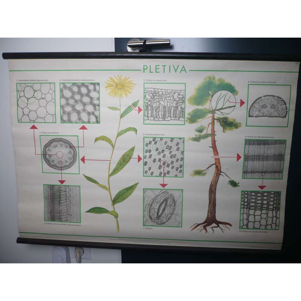 Pletiva, strom - přírodopis - školní plakát, výukový obraz