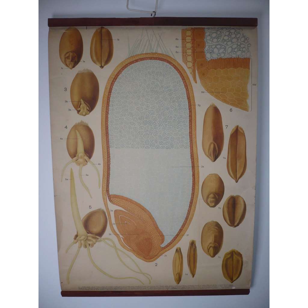 Obilka pšenice obecné - přírodopis - školní plakát, výukový obraz