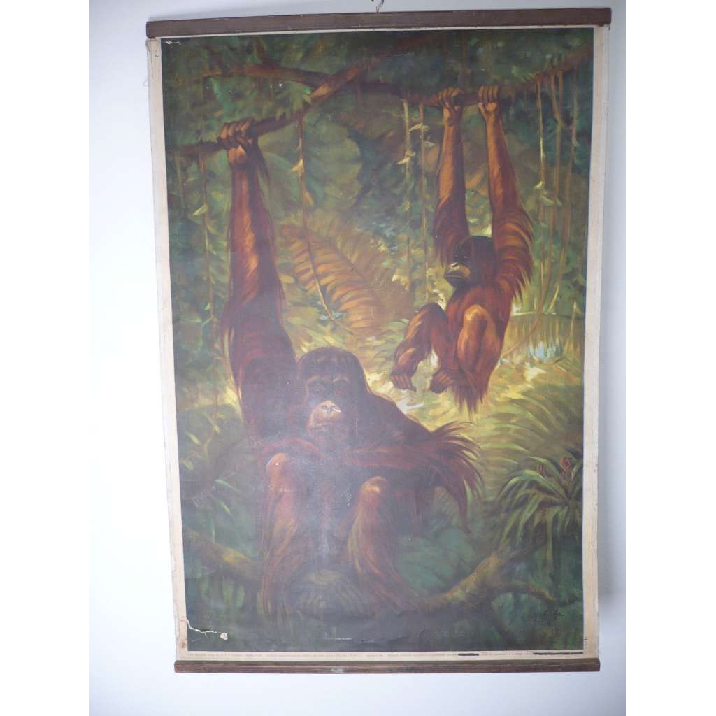 Orangutan [opice] - savci, primáti, přírodopis - školní plakát, výukový obraz