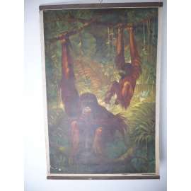 Orangutan [opice] - savci, primáti, přírodopis - školní plakát, výukový obraz