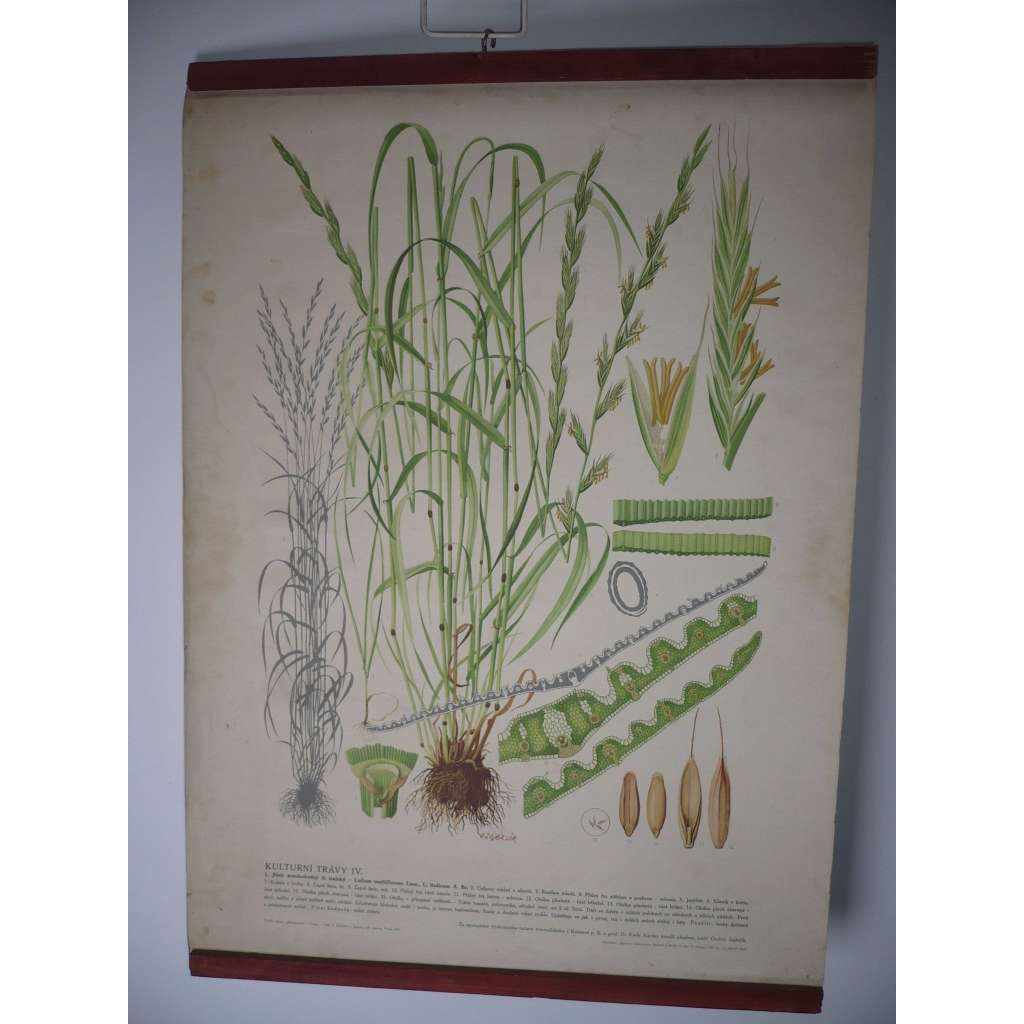 Kulturní trávy IV. [jílek mnohokvětý, italský] - rostliny, byliny - přírodopis - školní plakát, výukový obraz