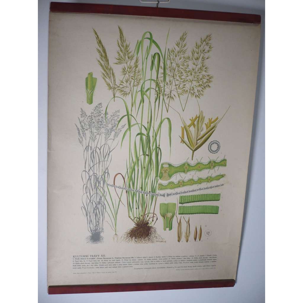 Kulturní trávy XII. [ovsík žlutavý, trojštět] - rostliny, byliny - přírodopis - školní plakát, výukový obraz