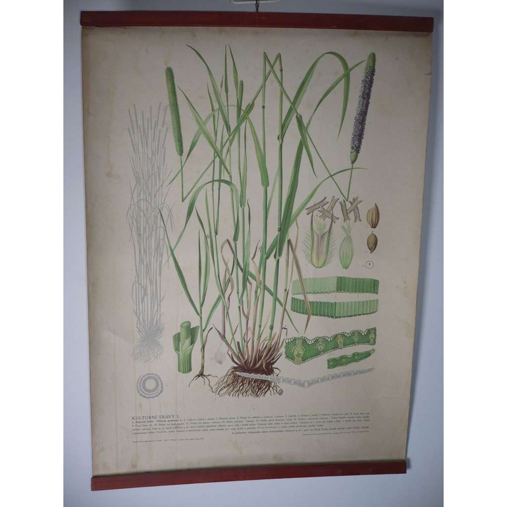 Kulturní trávy I. [bojínek luční] rostliny, byliny - přírodopis - školní plakát, výukový obraz