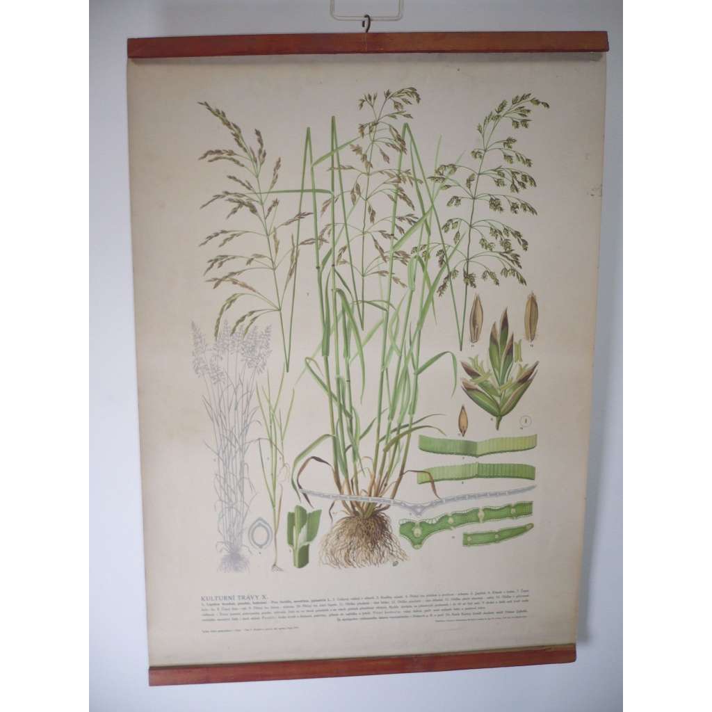 Kulturní trávy X. [lipnice úrodná] rostliny, byliny - přírodopis - školní plakát, výukový obraz