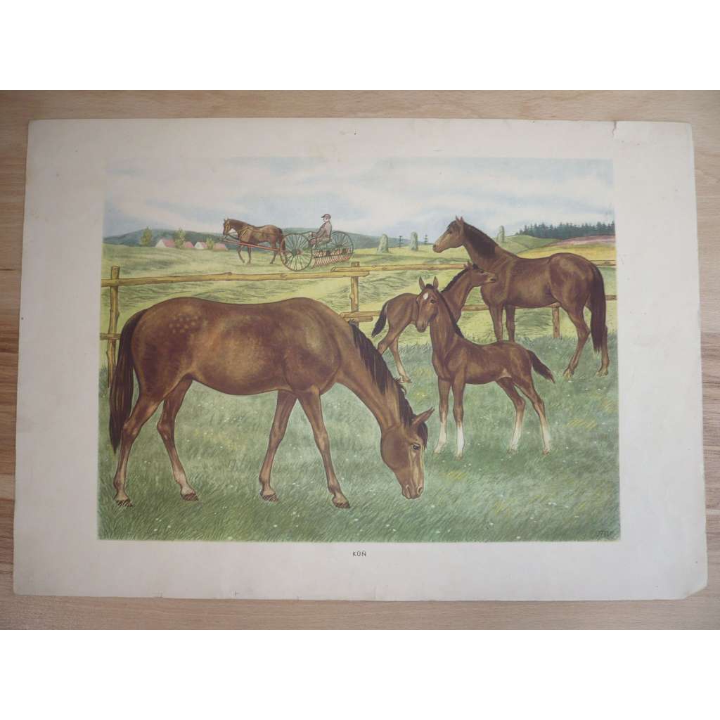 Kůň - přírodopis - školní plakát, výukový obraz