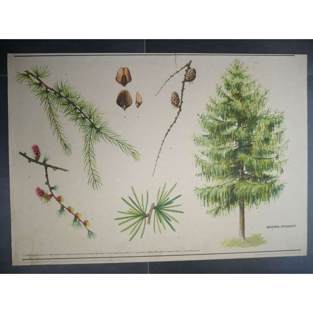 Modřín opadavý, strom - přírodopis - školní plakát, výukový obraz