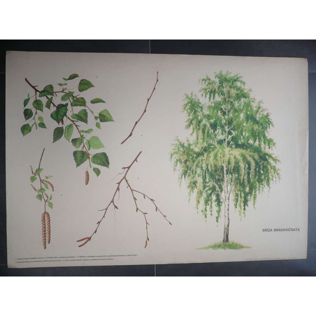 Bříza bradavičnatá, strom- přírodopis - školní plakát, výukový obraz