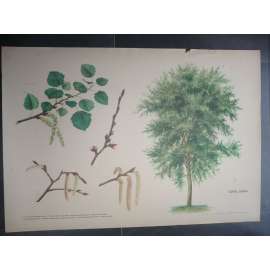 Topol osika, strom - přírodopis - školní plakát, výukový obraz
