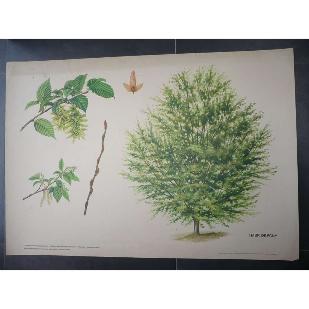 Habr obecný, strom - přírodopis - školní plakát, výukový obraz