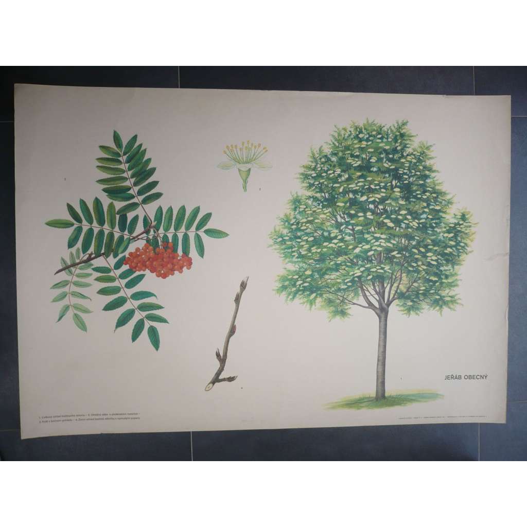 Jeřáb obecný, strom - přírodopis - školní plakát, výukový obraz