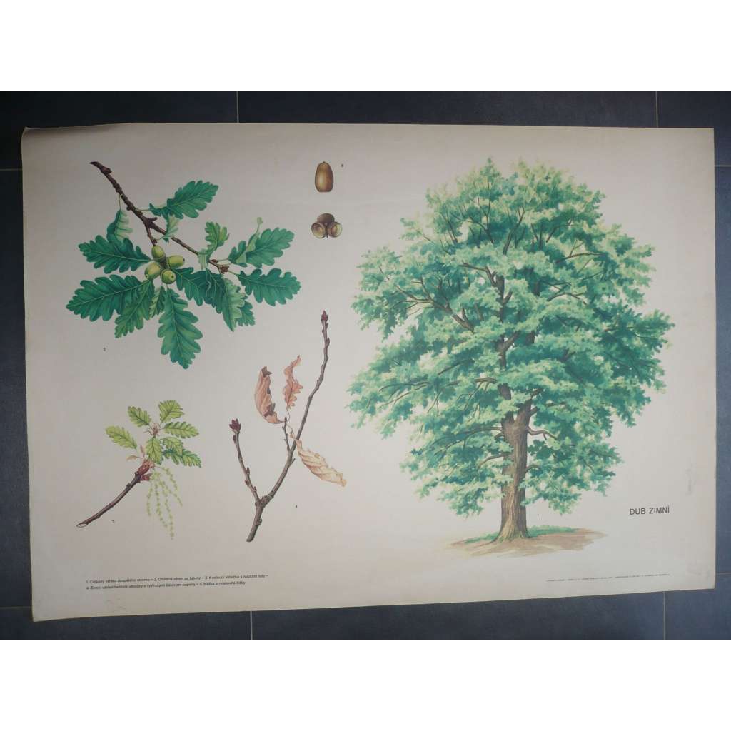 Dub zimní, strom - přírodopis - školní plakát, výukový obraz