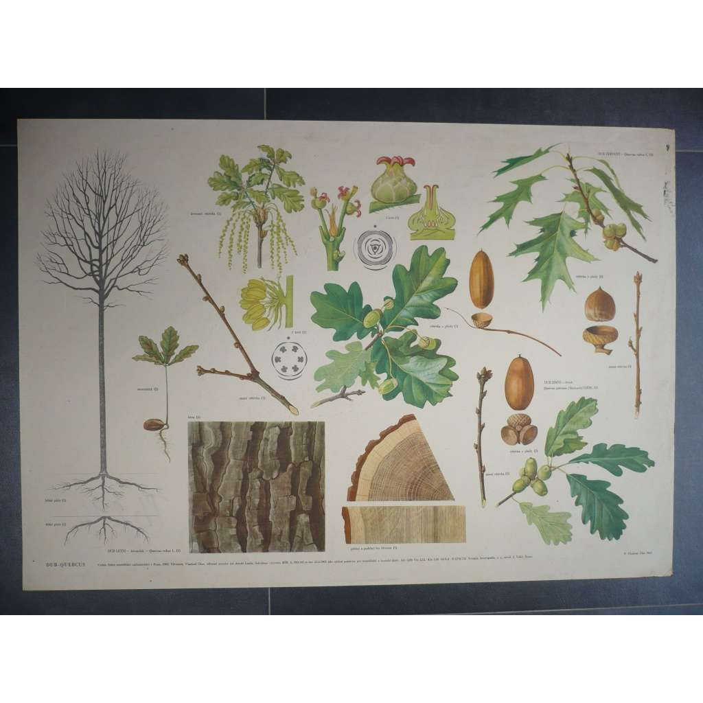 Dub, strom - přírodopis - školní plakát, výukový obraz