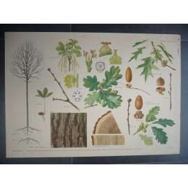 Dub, strom - přírodopis - školní plakát, výukový obraz