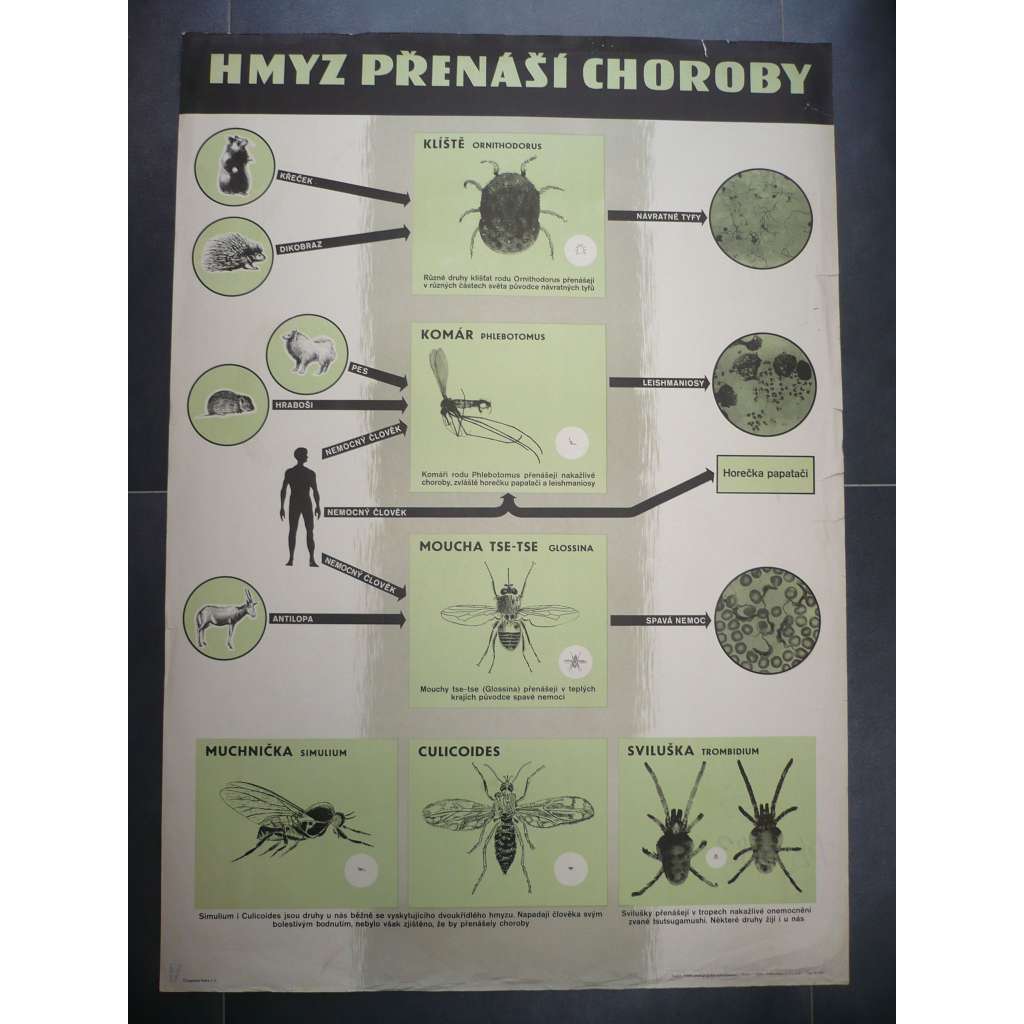 Hmyz přenášející choroby - komár, muchnička, sviluška, moucha tse-tse, klíště - přírodopis - školní plakát, výukový obraz