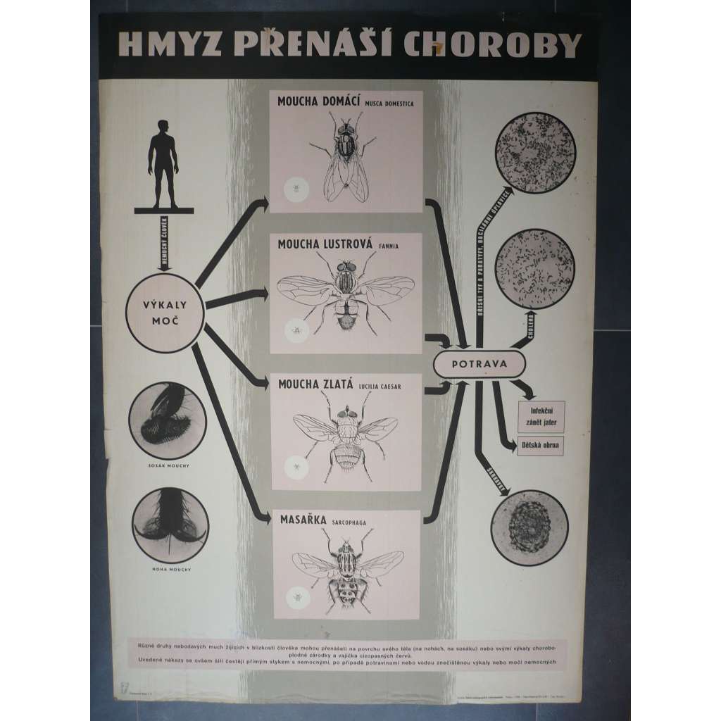 Hmyz přenášející choroby - moucha, masařka - přírodopis - školní plakát, výukový obraz