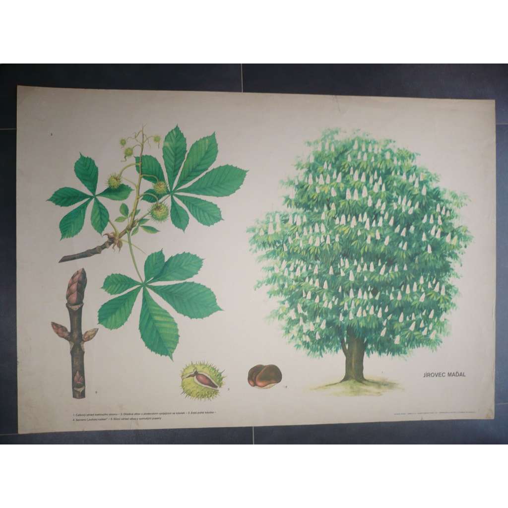 Jírovec maďal, strom - přírodopis - školní plakát, výukový obraz