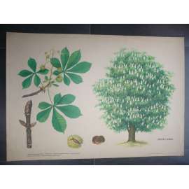 Jírovec maďal, strom - přírodopis - školní plakát, výukový obraz