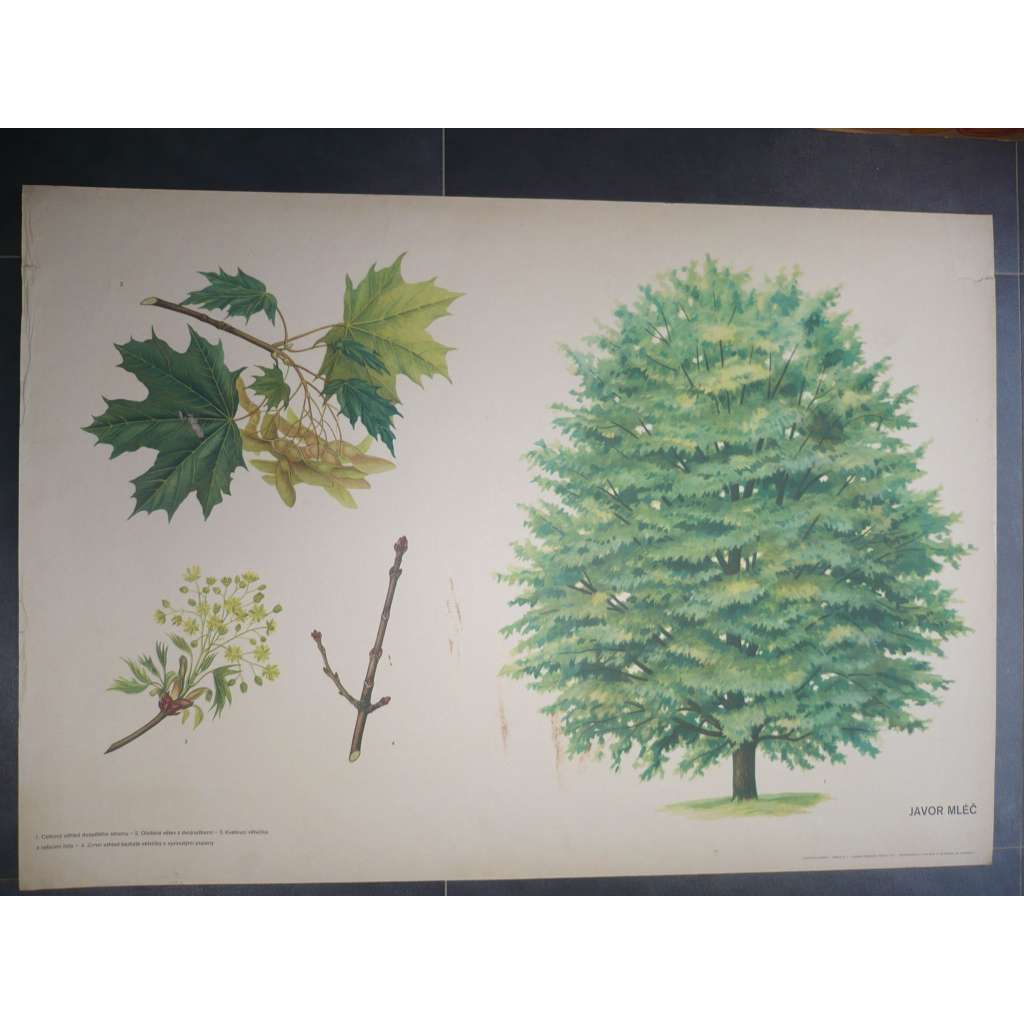 Javor mléč, strom - přírodopis - školní plakát, výukový obraz
