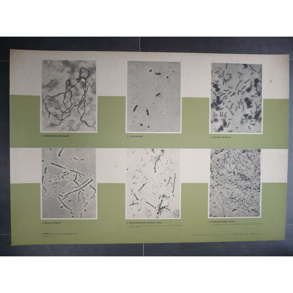 Bakterie - mikroorganismy, bacillus pumilus, streptococcus - přírodopis, biologie - školní plakát, výukový obraz