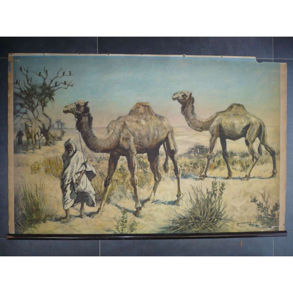 Velbloud. velbloudi, poušť - přírodopis - školní plakát, výukový obraz