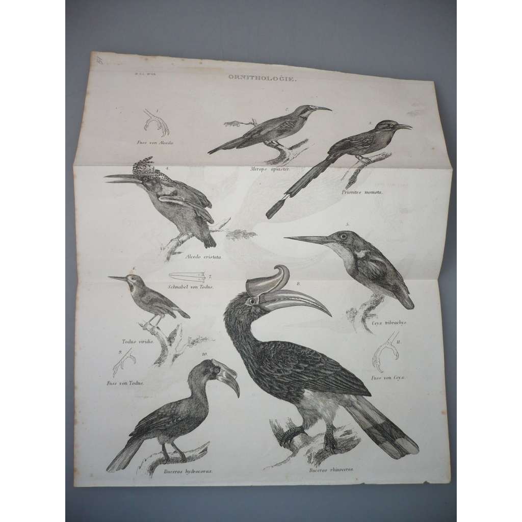Ornitologie - Ptáci - Ledňáček - ocelorytina cca 1860, grafika, nesignováno