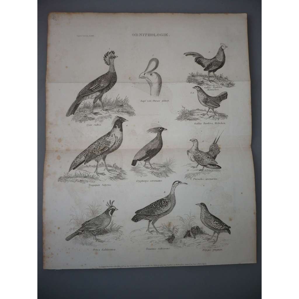Ornitologie - Ptáci - Slepice, Koroptev - ocelorytina cca 1860, grafika, nesignováno
