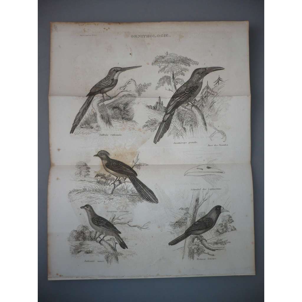 Ornitologie - Ptáci - Leskovec, Medozvěstka - ocelorytina cca 1860, grafika, nesignováno